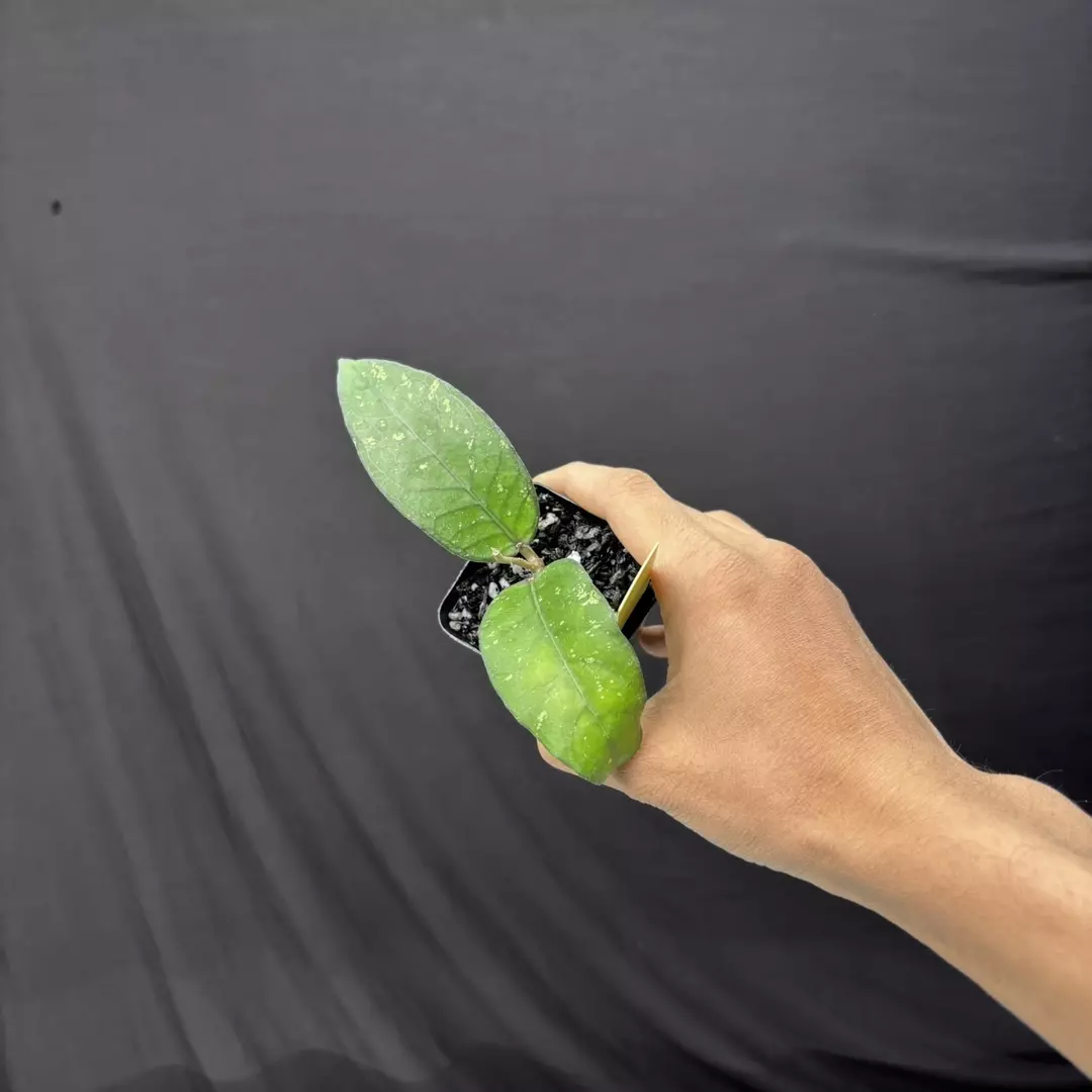 Hoya Sp Aceh Putri Betung thumbnail