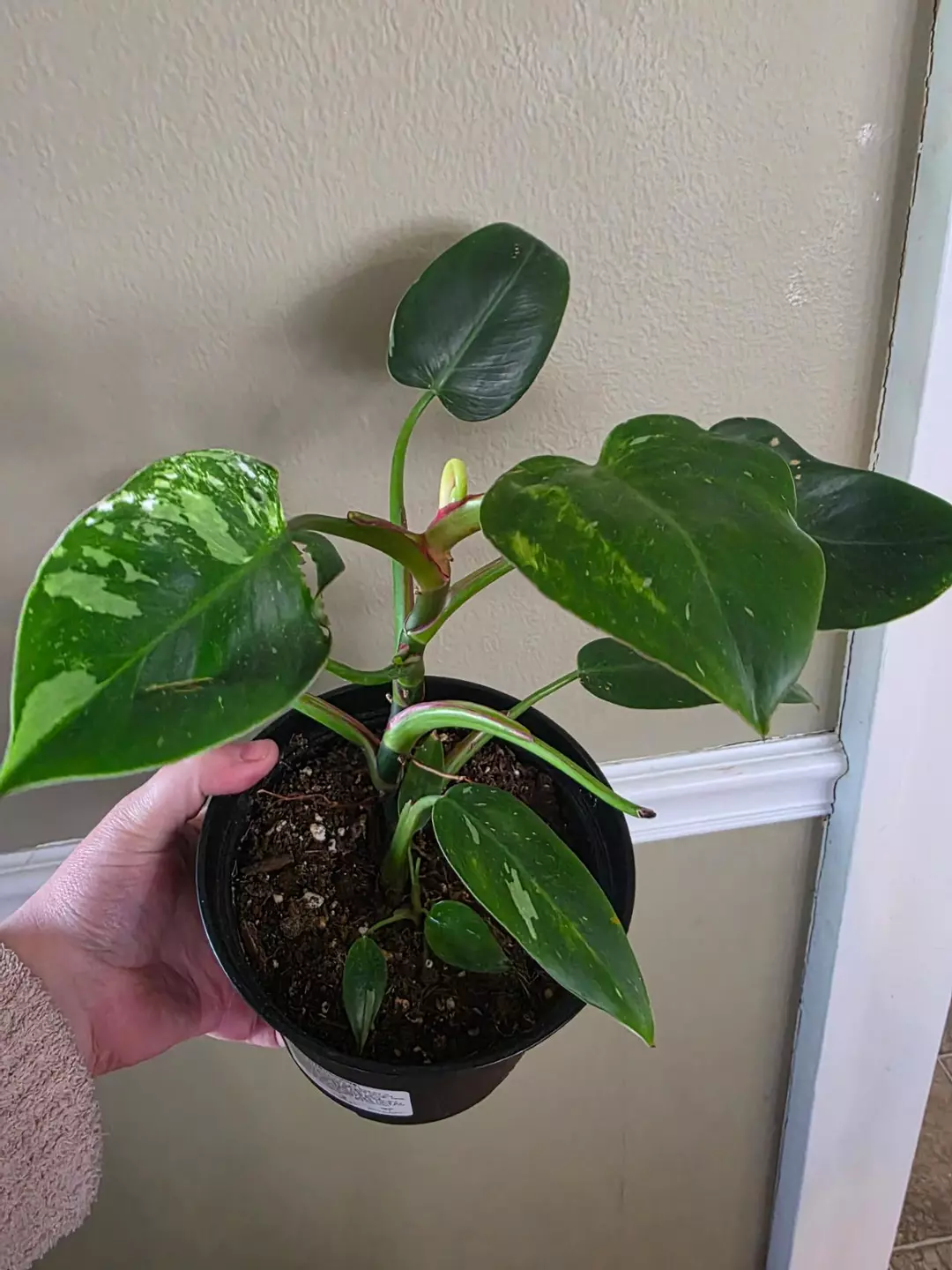 Philo white wizard or princess thumbnail