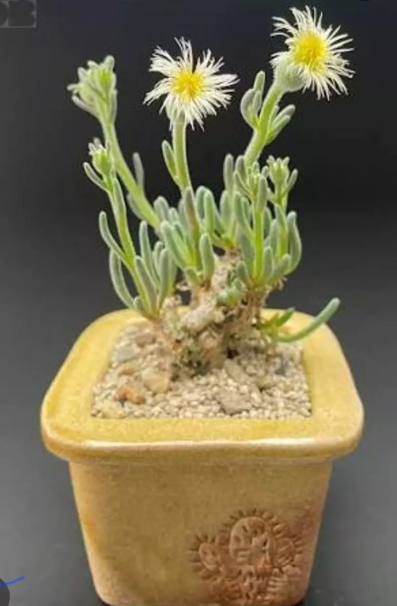 Phyllobolus Resurgens caudex thumbnail