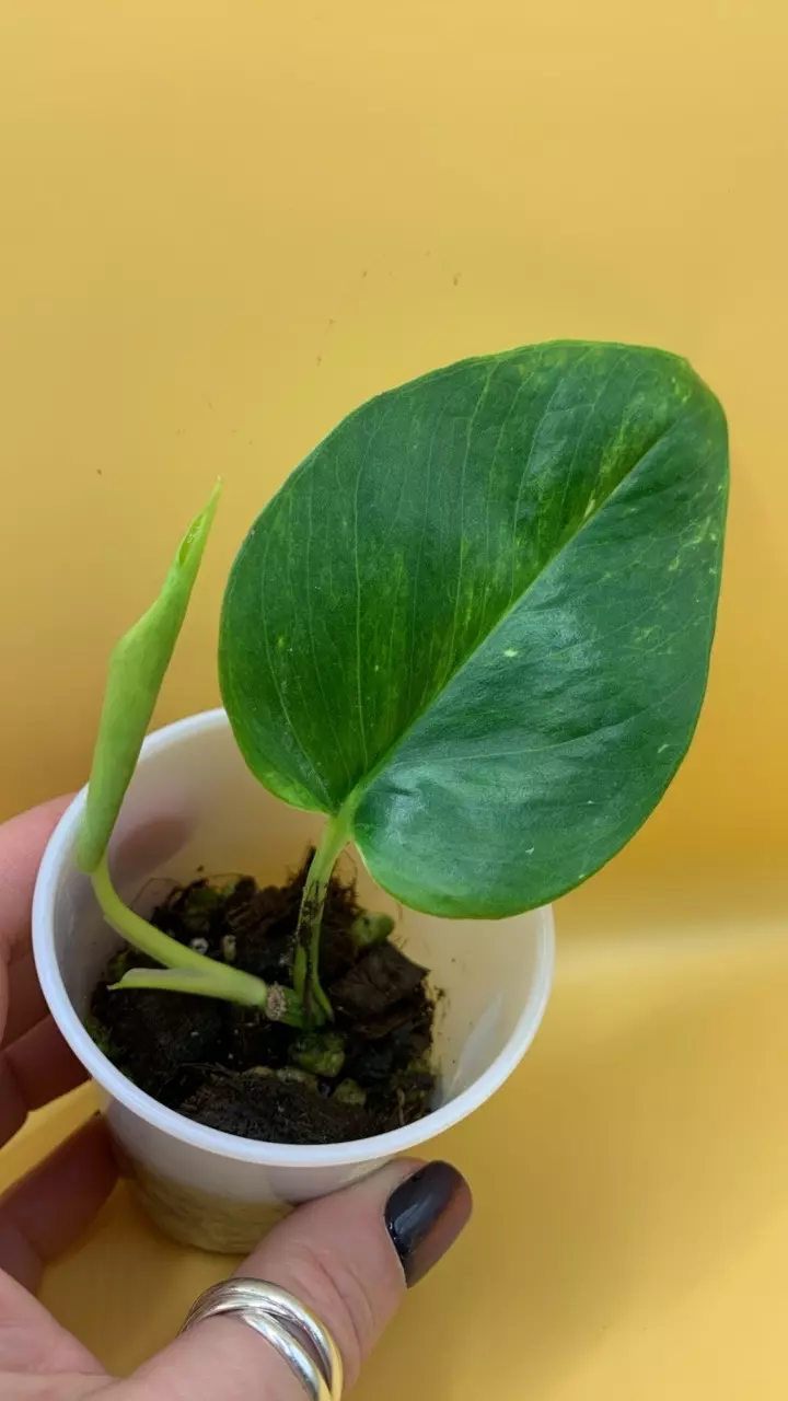 0221 Teruno Crystal Green thumbnail