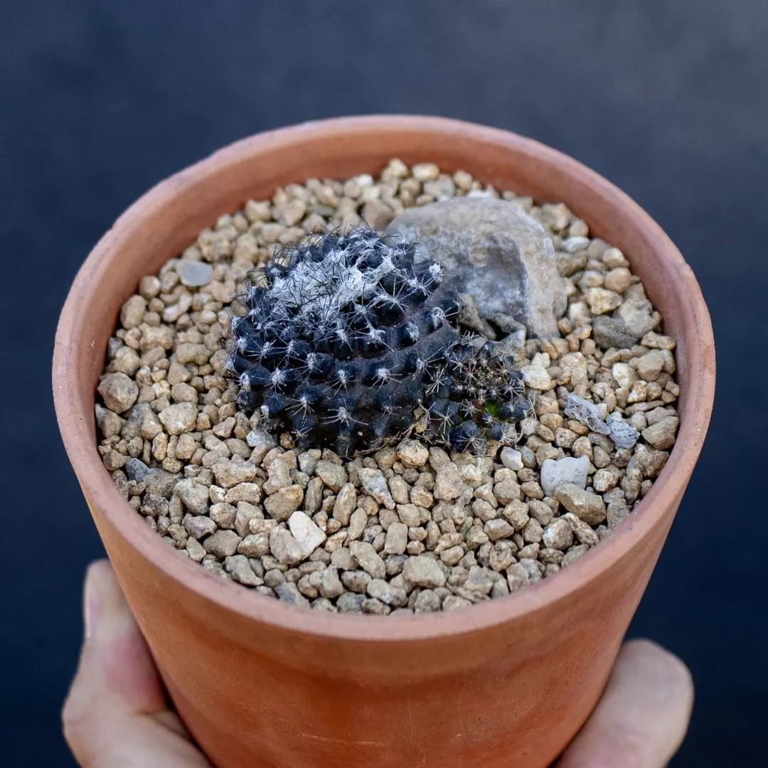Copiapoa humilis thumbnail