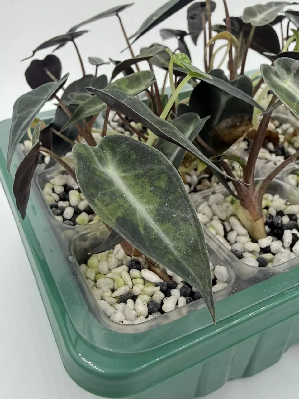 *ADD-ON* Alocasia Bambino from Gamble Pack thumbnail