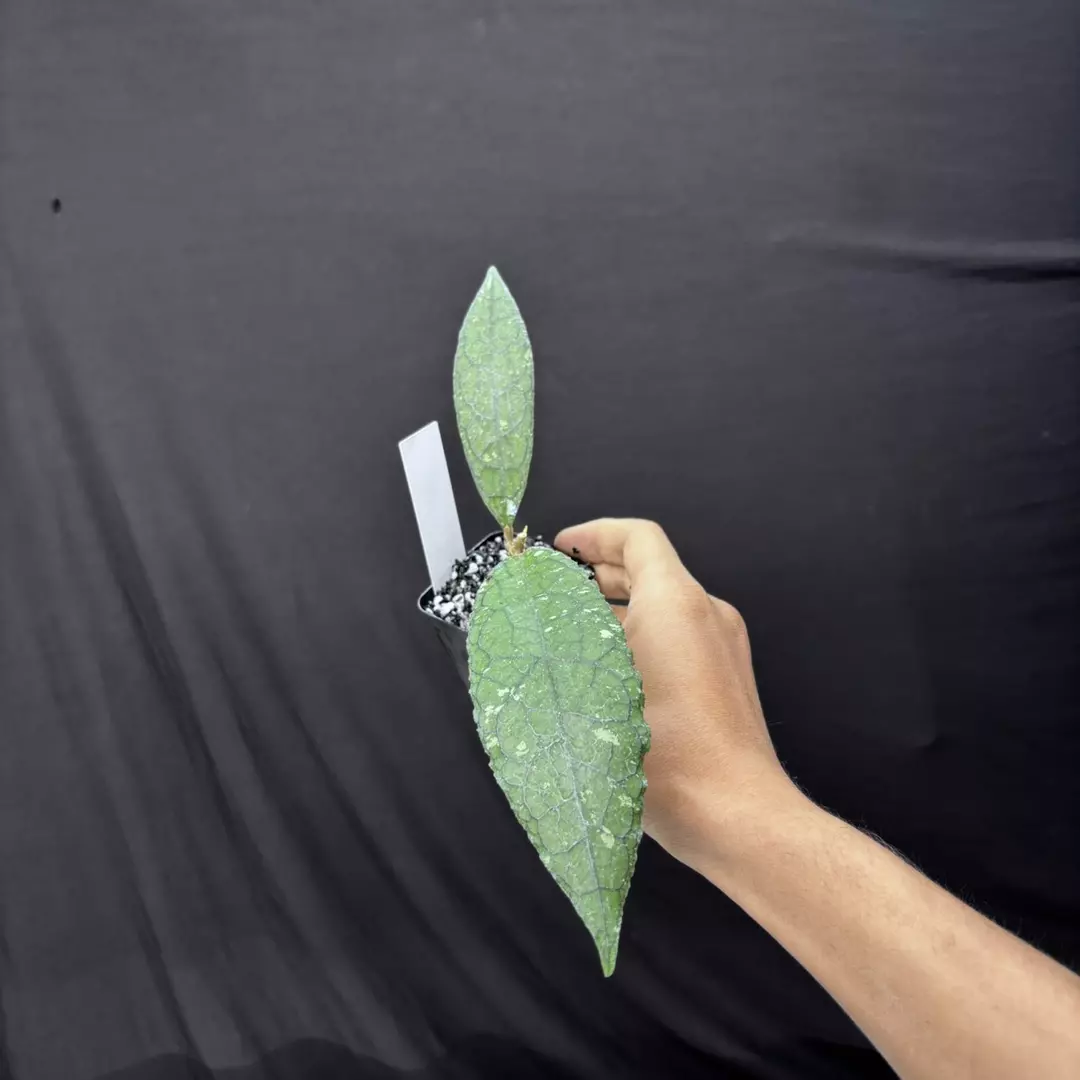 Hoya Clemensiourum Jurassica thumbnail