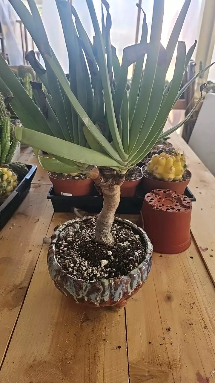 BONSAI ALOE PICATILIS thumbnail