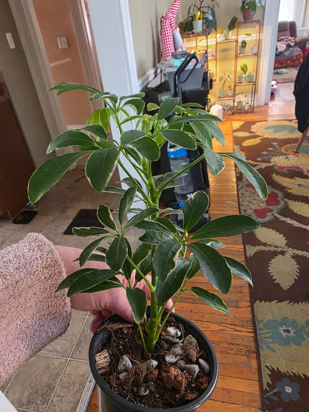 Variegated dwarf bush? thumbnail