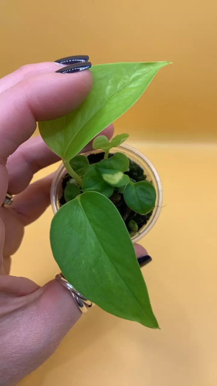 0215 Teruno Moonlight thumbnail