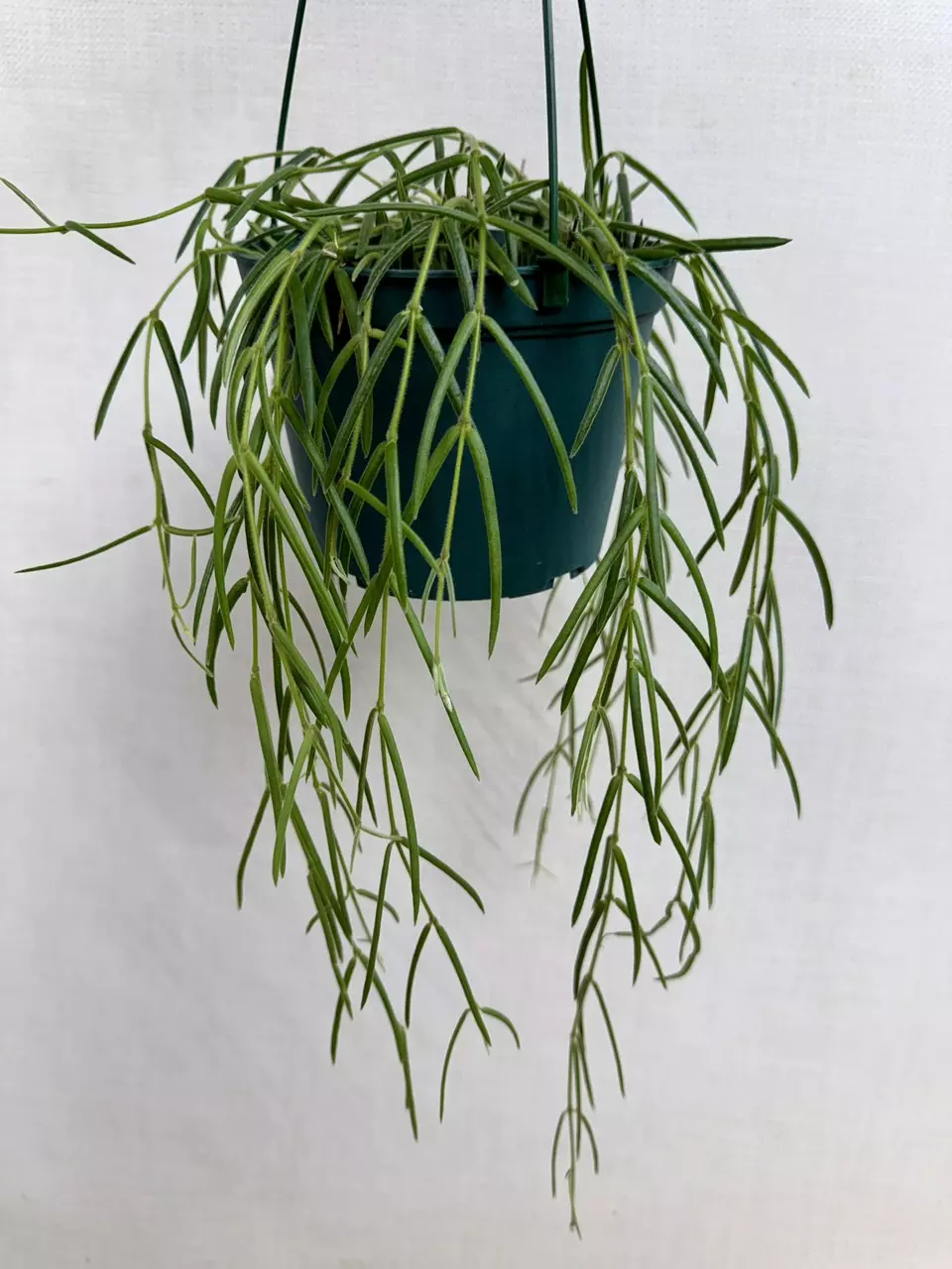 6” inch Linearis thumbnail