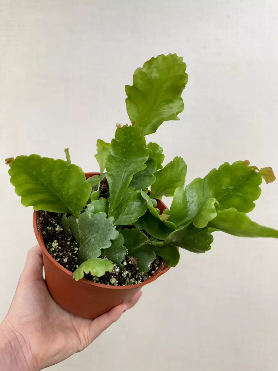 6 inch Oblonga Rhipsalis thumbnail