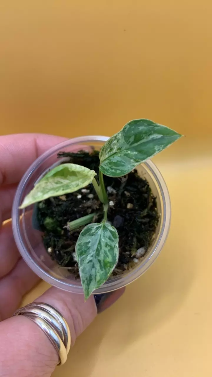 0203 Epipremnum Pinnatum Blue silver NEW CULTIVAR thumbnail