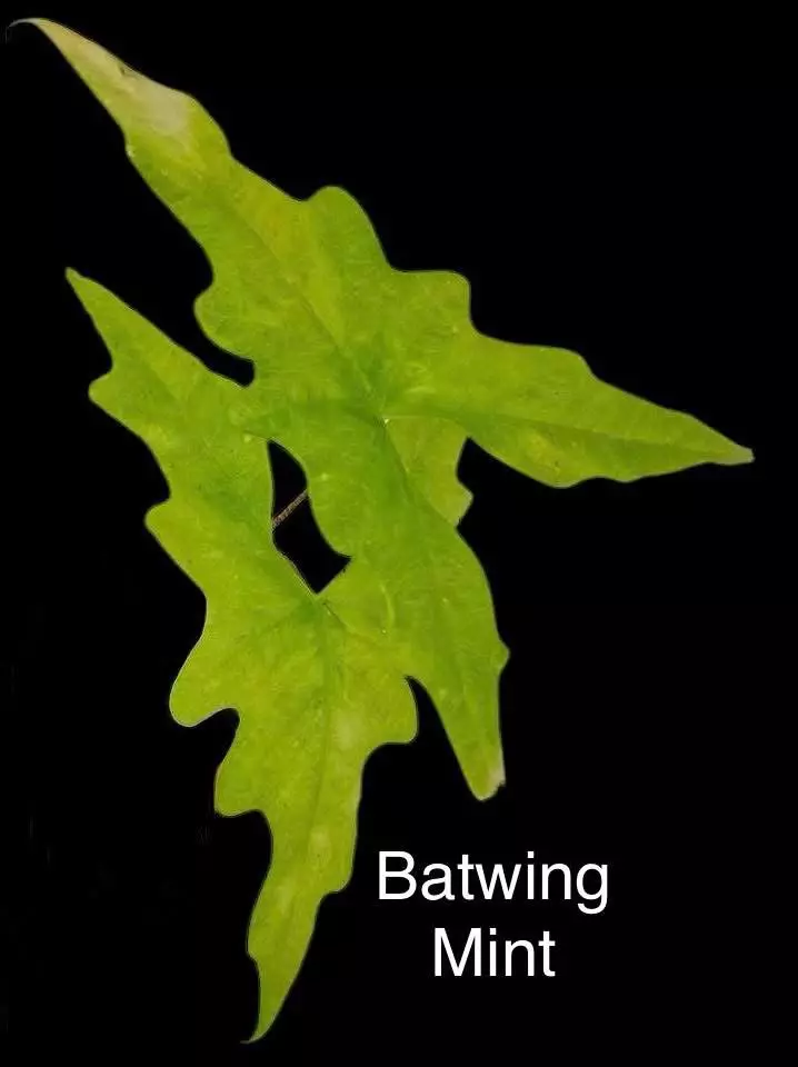 Alocasia Batwing Mint Corm ONLY thumbnail