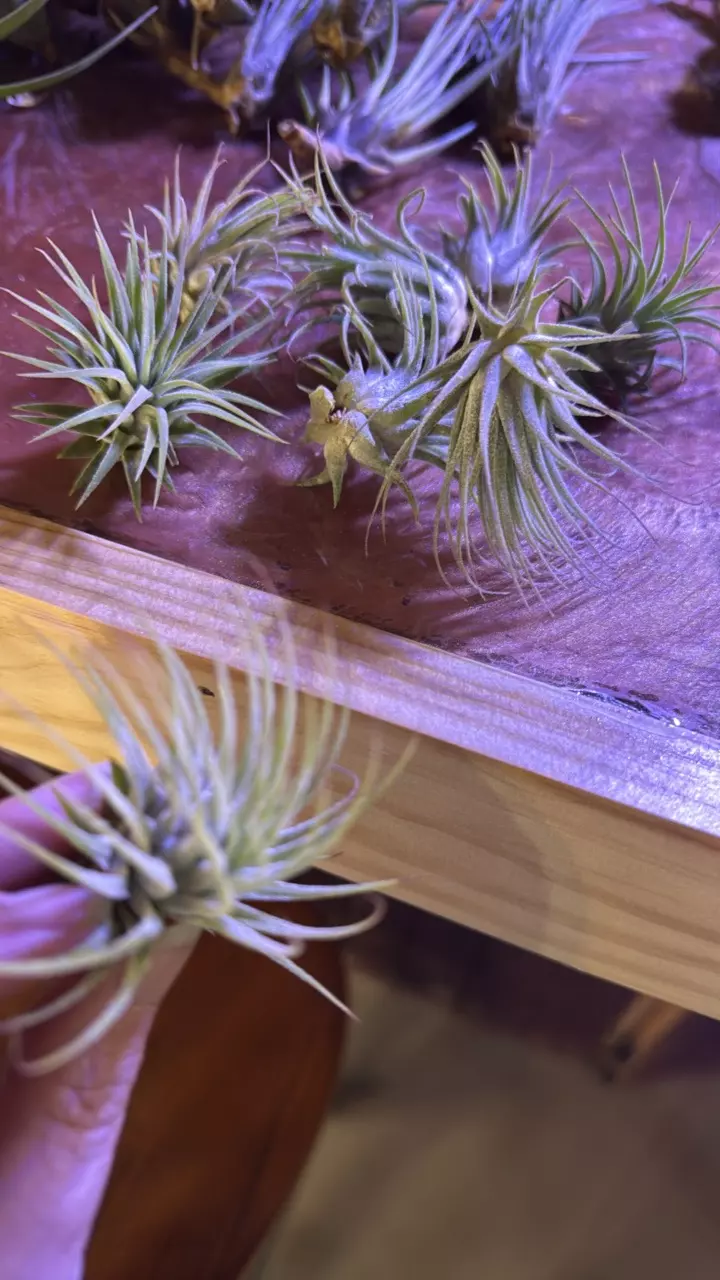 Small Melanocrater air plant thumbnail