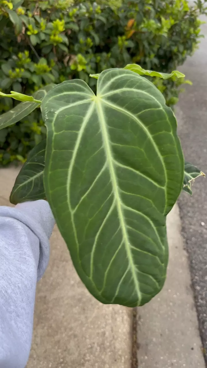 anthurium villenaorum - 6” pot sellers choice thumbnail