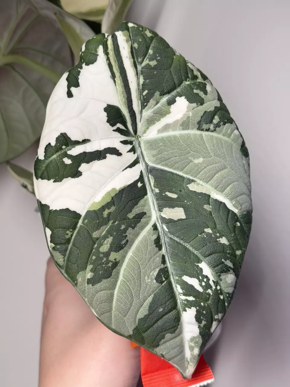 0214 Maha Albo Sprouting CORM thumbnail