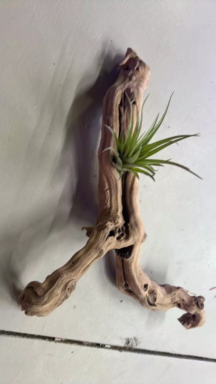 Multi branch medium grapewood thumbnail