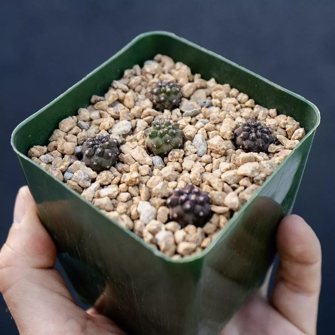 Copiapoa montana seedlings, one seedling thumbnail
