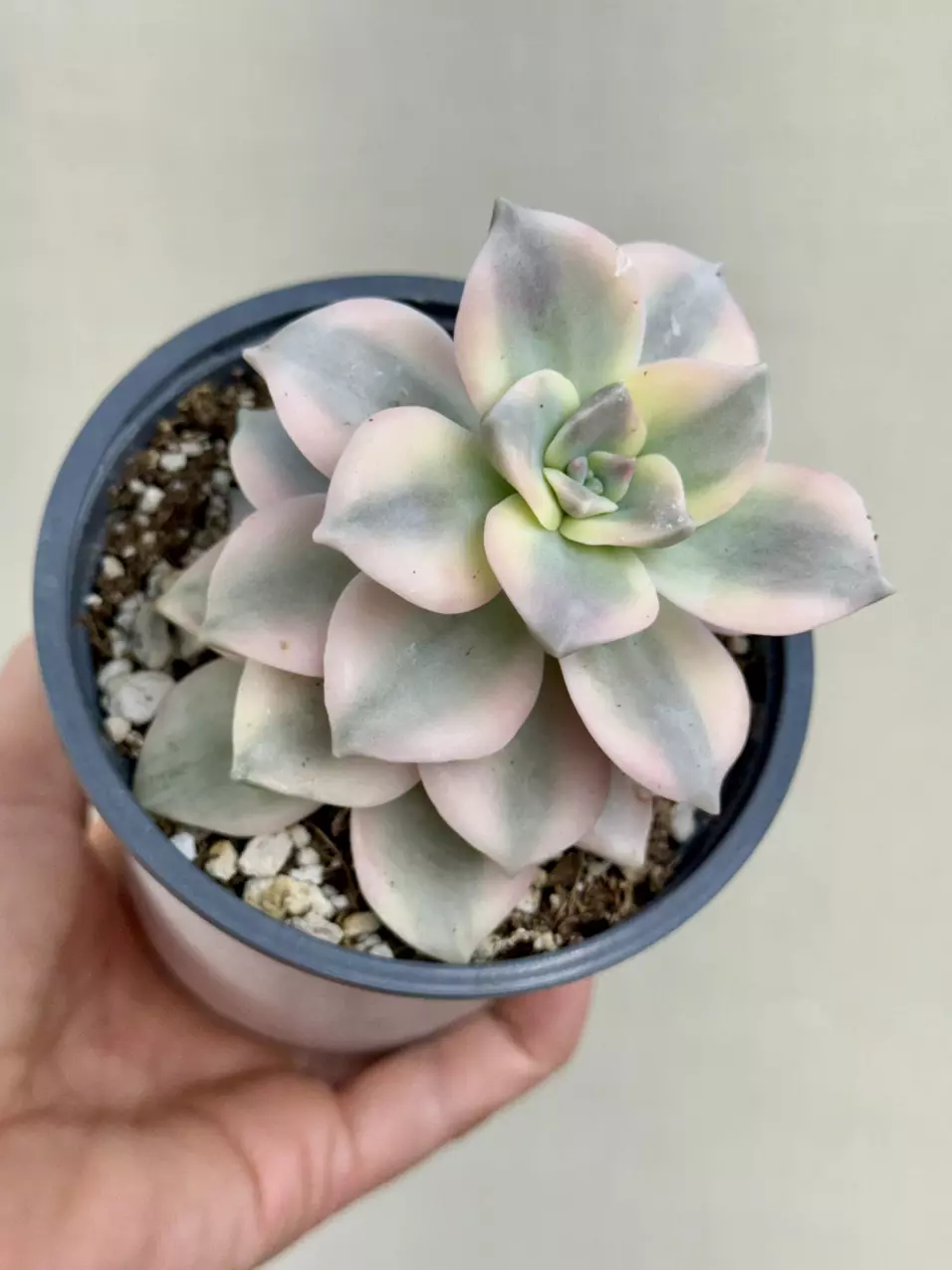 Echiveria Purple delight: lovers choice thumbnail