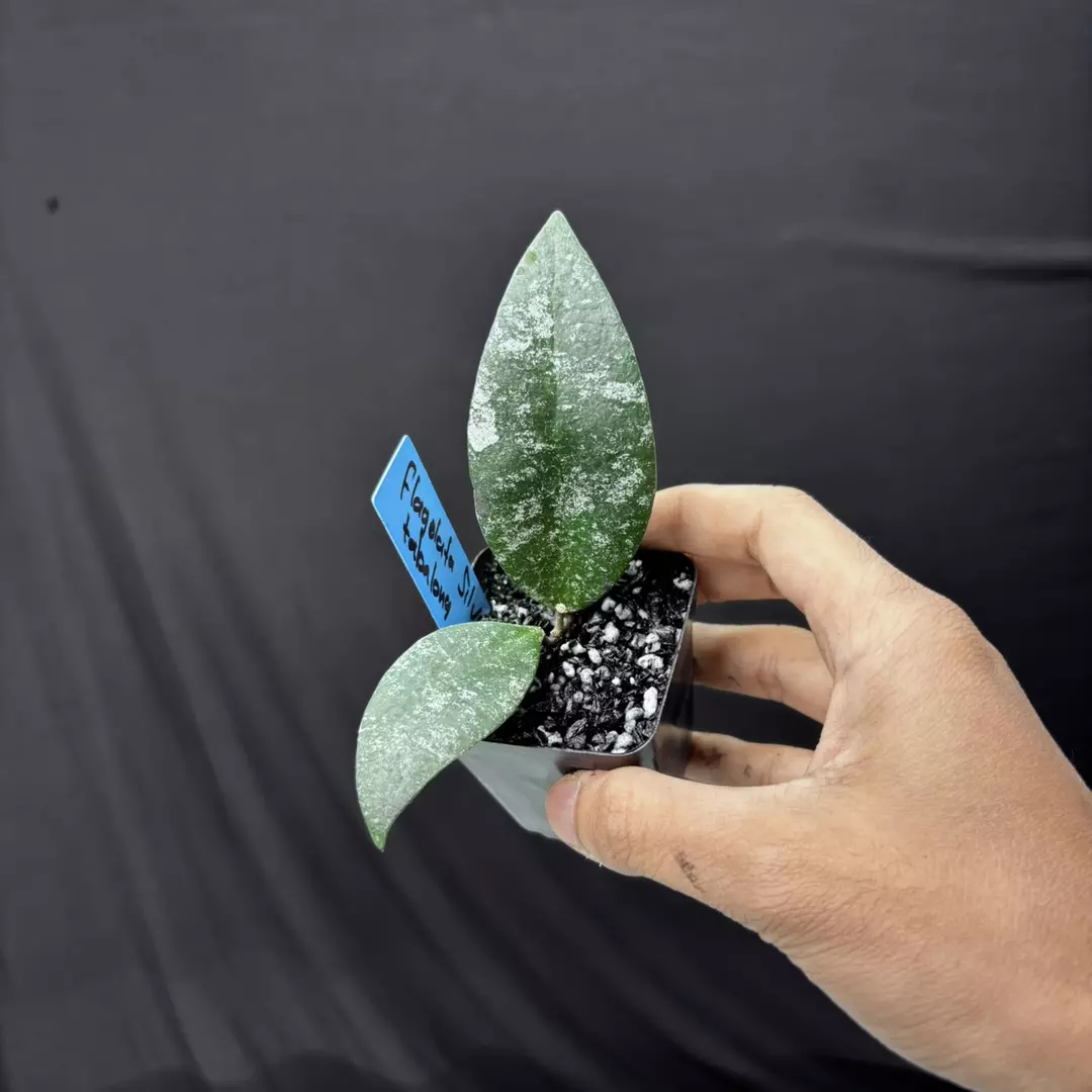 Hoya Flagelata Silver Tabalong thumbnail