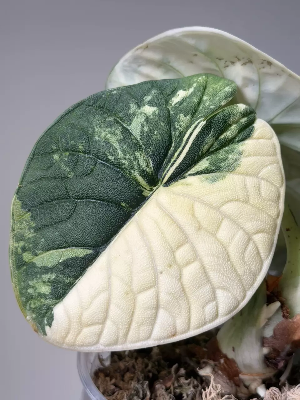 Melo Tri-Color *CORM thumbnail