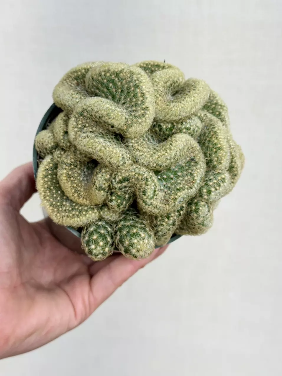 4 inch Brain Cactus thumbnail