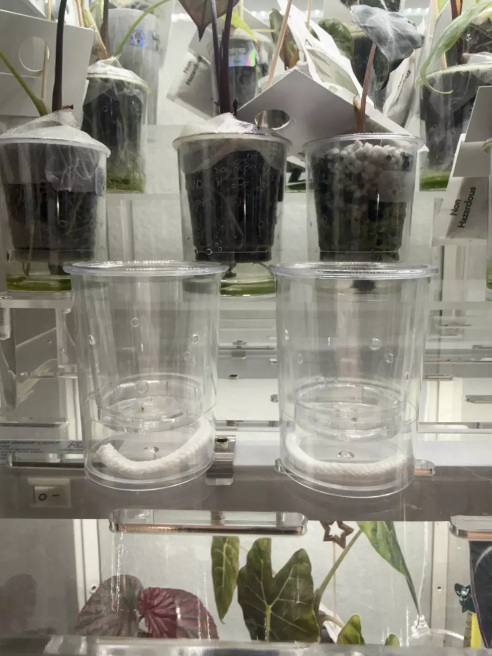 *ADD-ON* (2 count) 2 oz. Self-watering Cups thumbnail