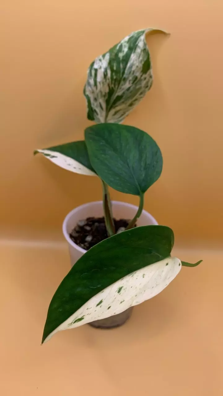 0217 Teruno Grace- newest leaf is half moon thumbnail