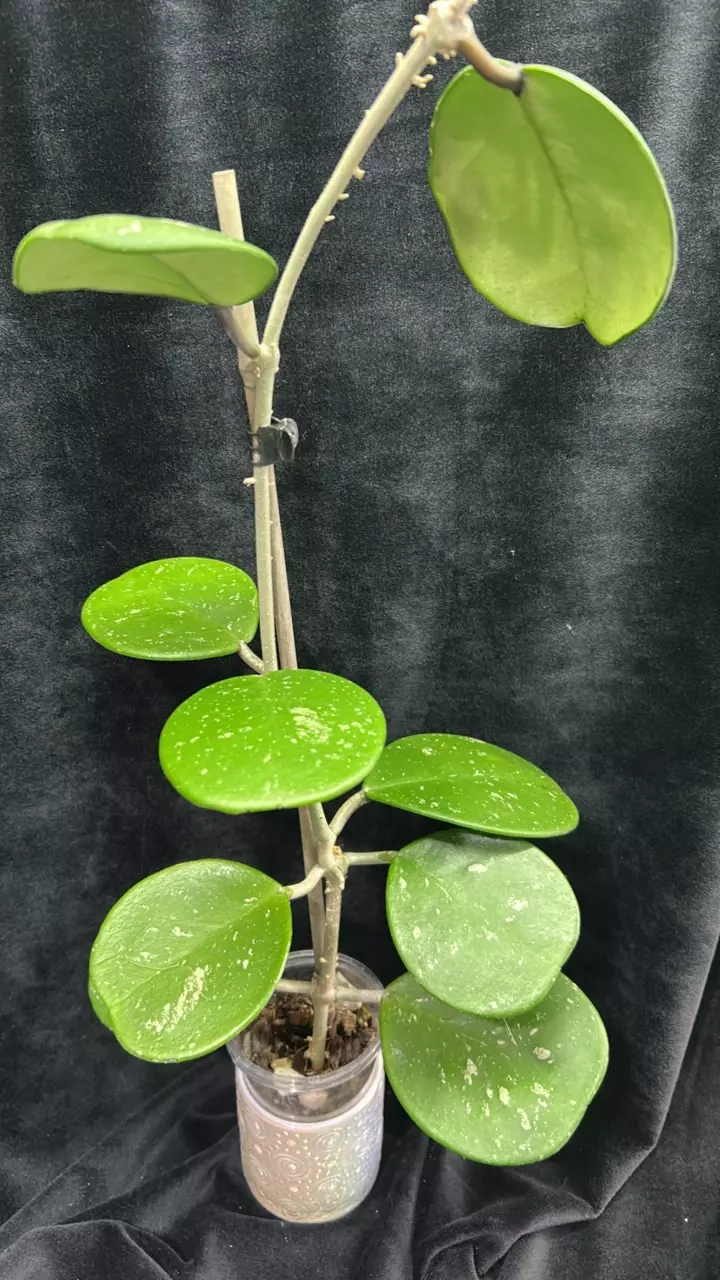 402 Hoya obovata 'Silver Splash' thumbnail