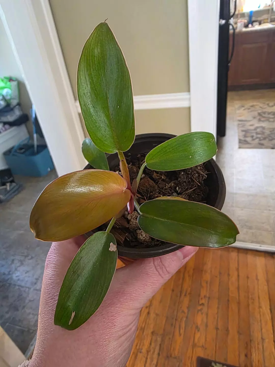 Philo Florida bronze thumbnail