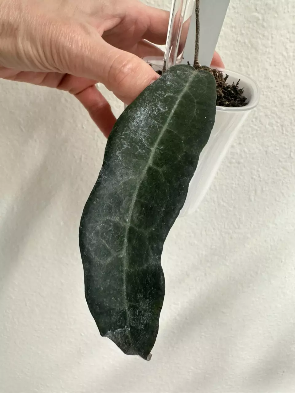 0854 Hoya hypolasia thumbnail