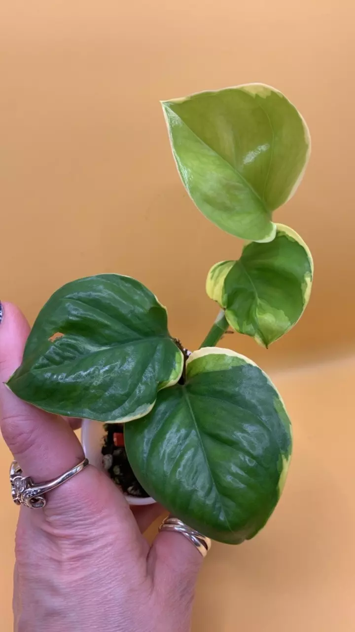 0214 Manjula Poonsin thumbnail