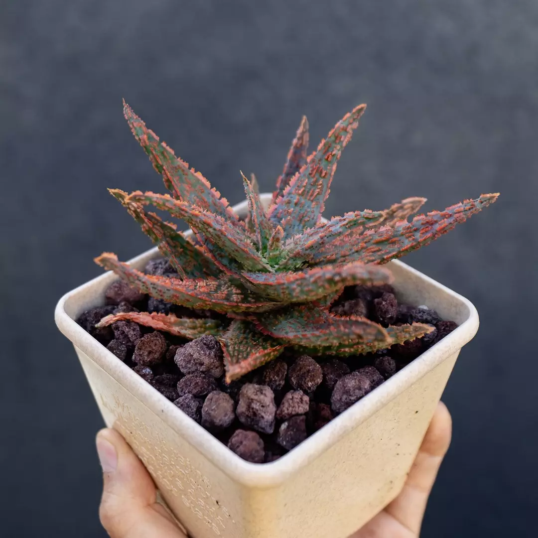 Aloe hybrid thumbnail