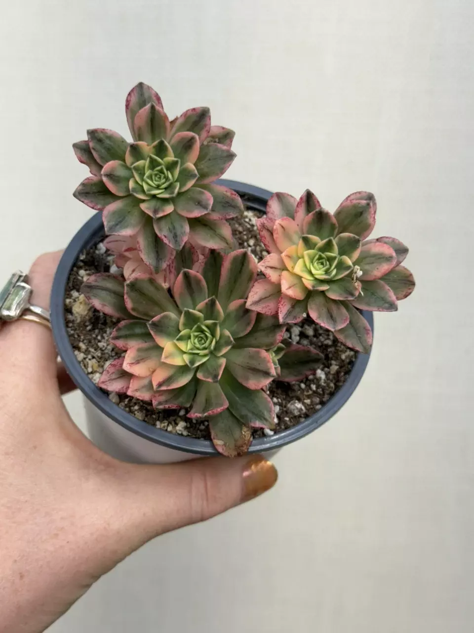 4 inch Sweet Tea Var. Aeonium thumbnail
