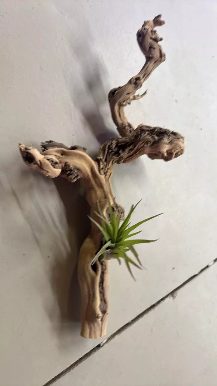 Medium multi branch grapewood thumbnail