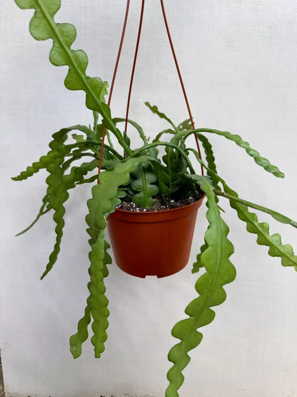 6 inch Ric Rac thumbnail