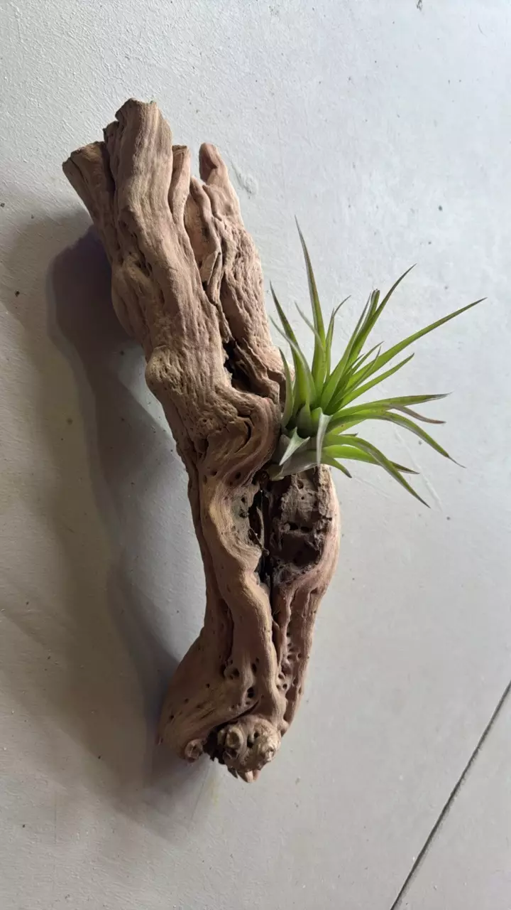 Medium grapewood with single branch thumbnail