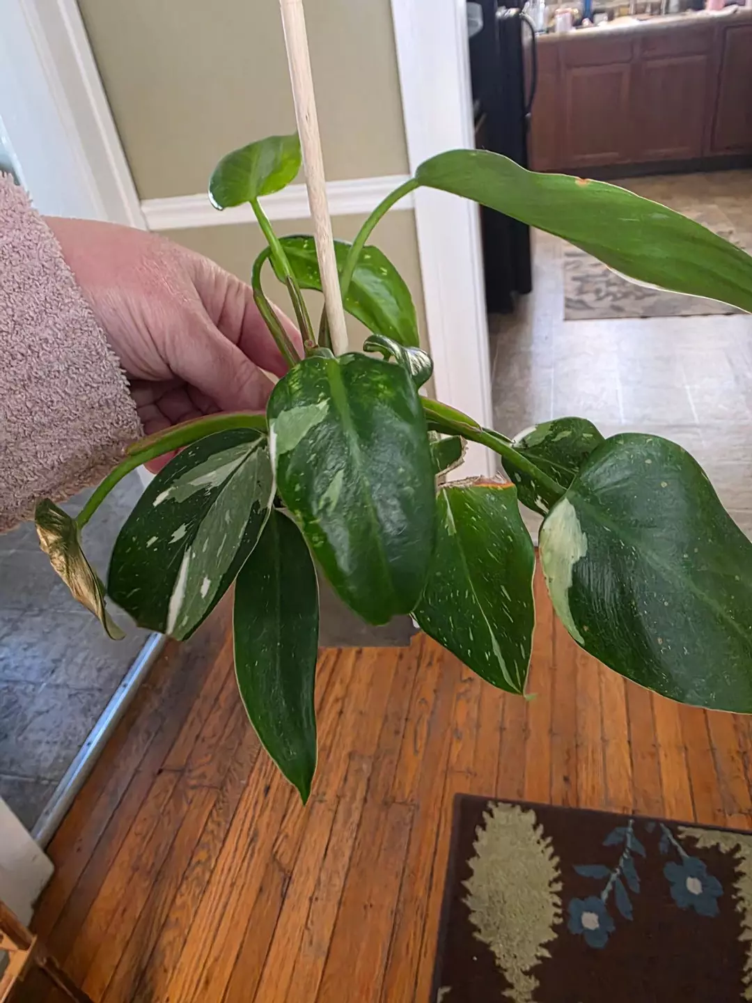 Philo white wizard thumbnail