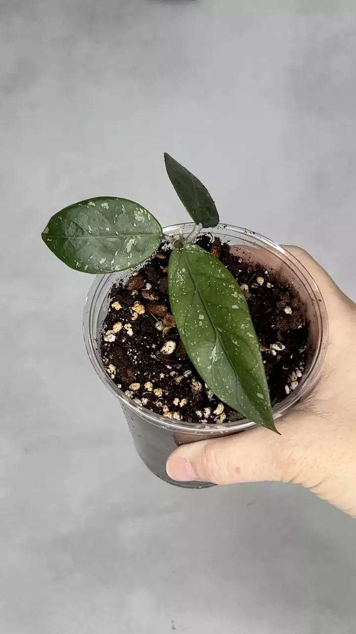 Hoya sp Aceh Gayo Lues thumbnail