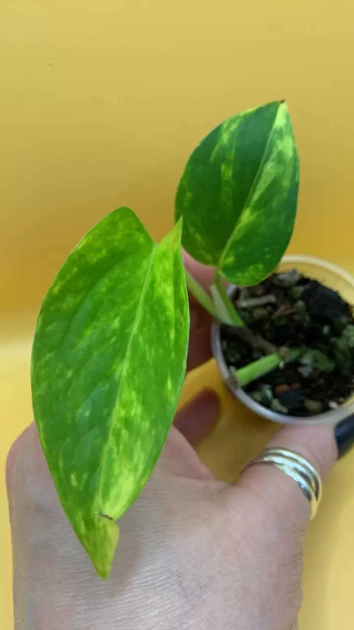 0207 Teruno Camoflauge thumbnail