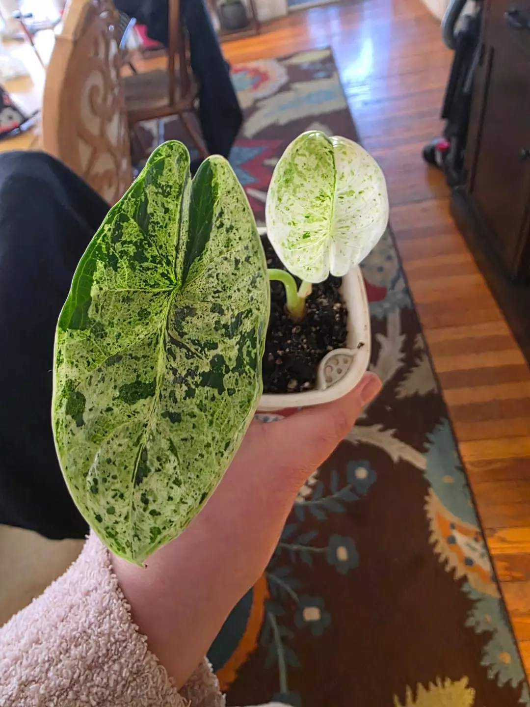 Alocasia Variegated mint dragon scale thumbnail