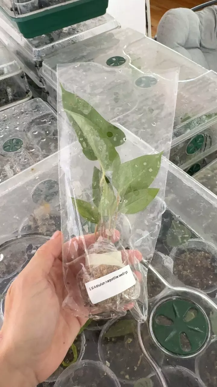 Anthurium ivanportillae thumbnail