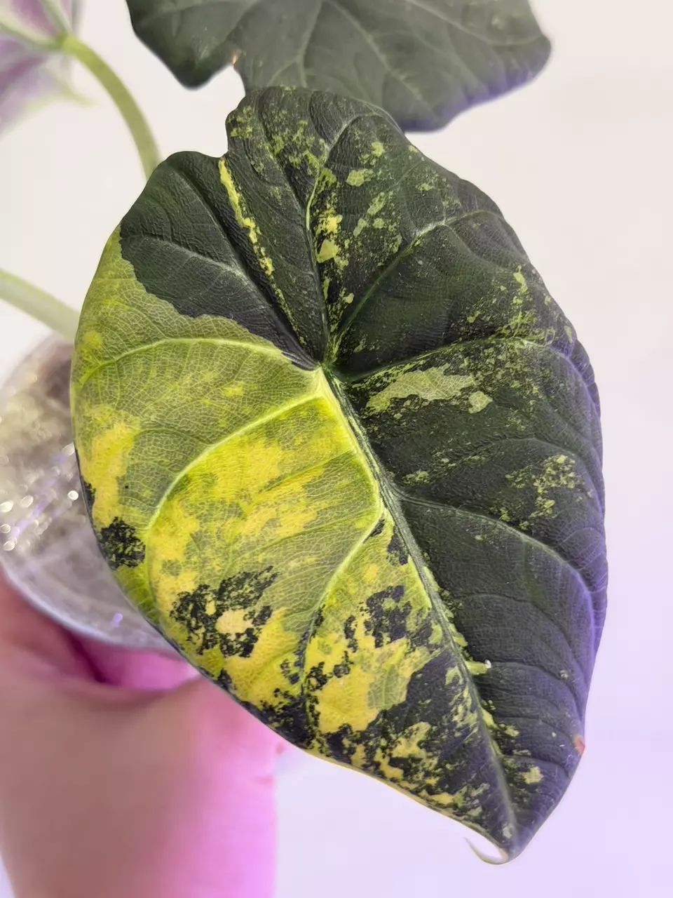 0178 Maha Lemon Lime Sprouting Corm thumbnail