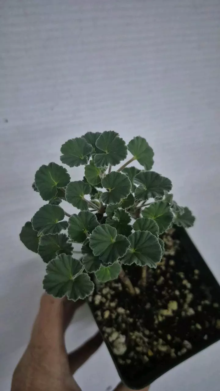 116 Pelargonium sidoides thumbnail