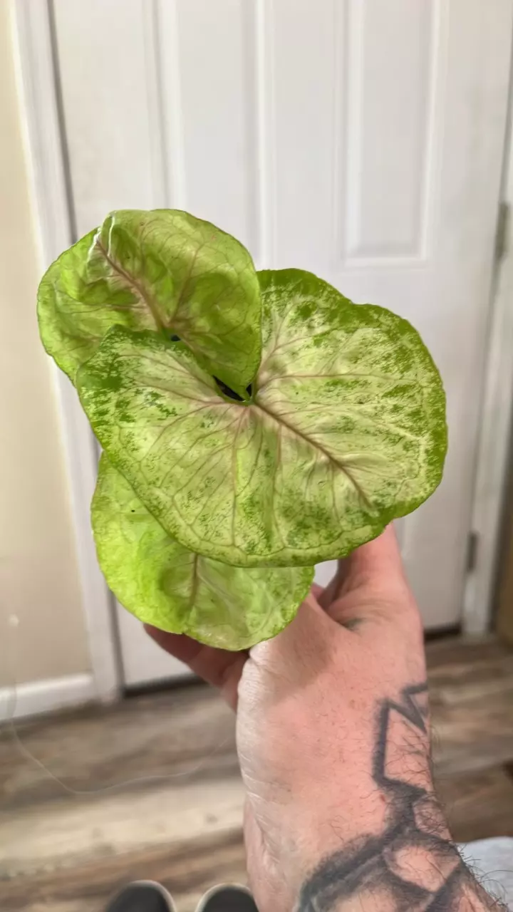 syngonium gold thumbnail