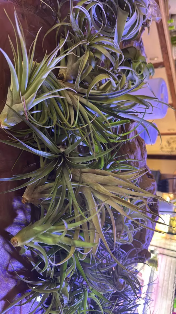 Large mixed Tilandsia thumbnail