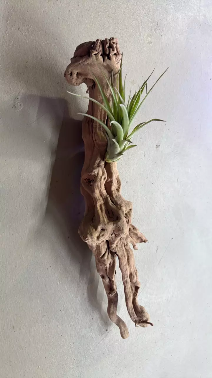 Medium grapewood single branch thumbnail