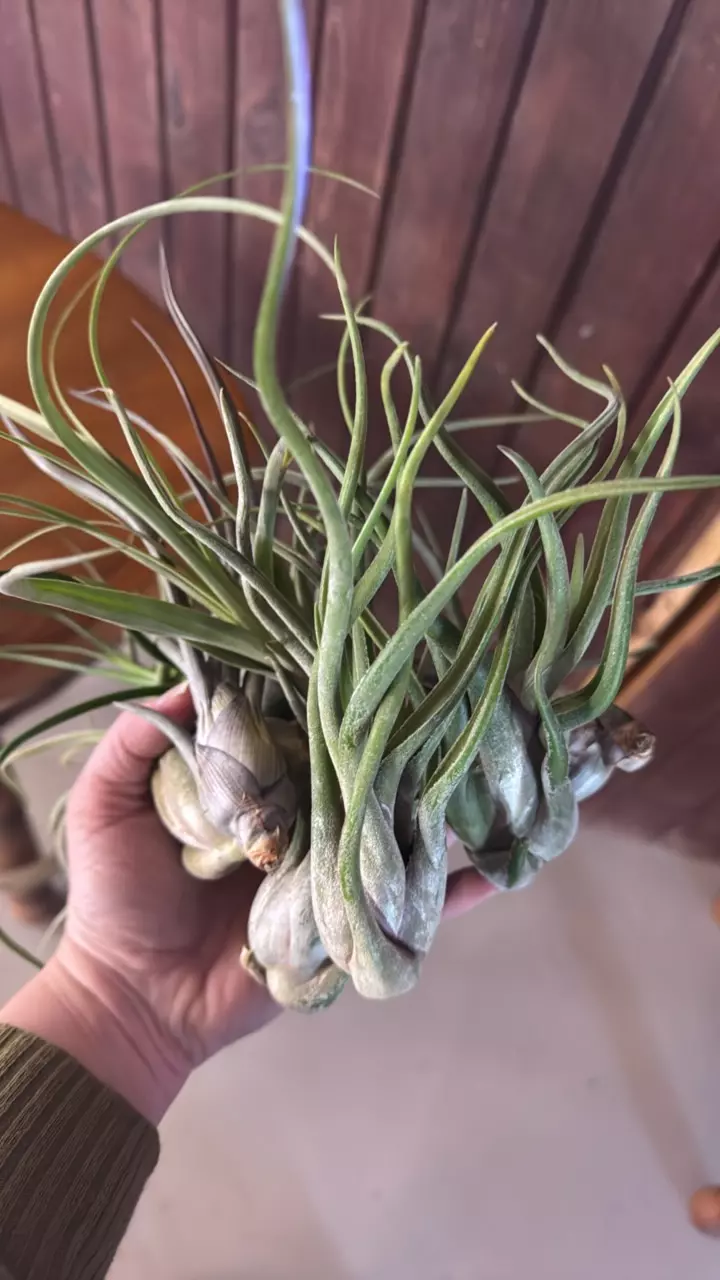 Medium Medusa air plant thumbnail