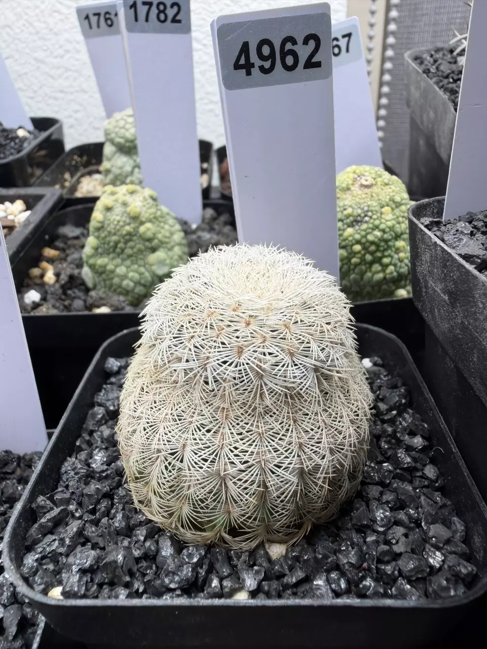 4962 - Echinocereus caespitosus from seed thumbnail