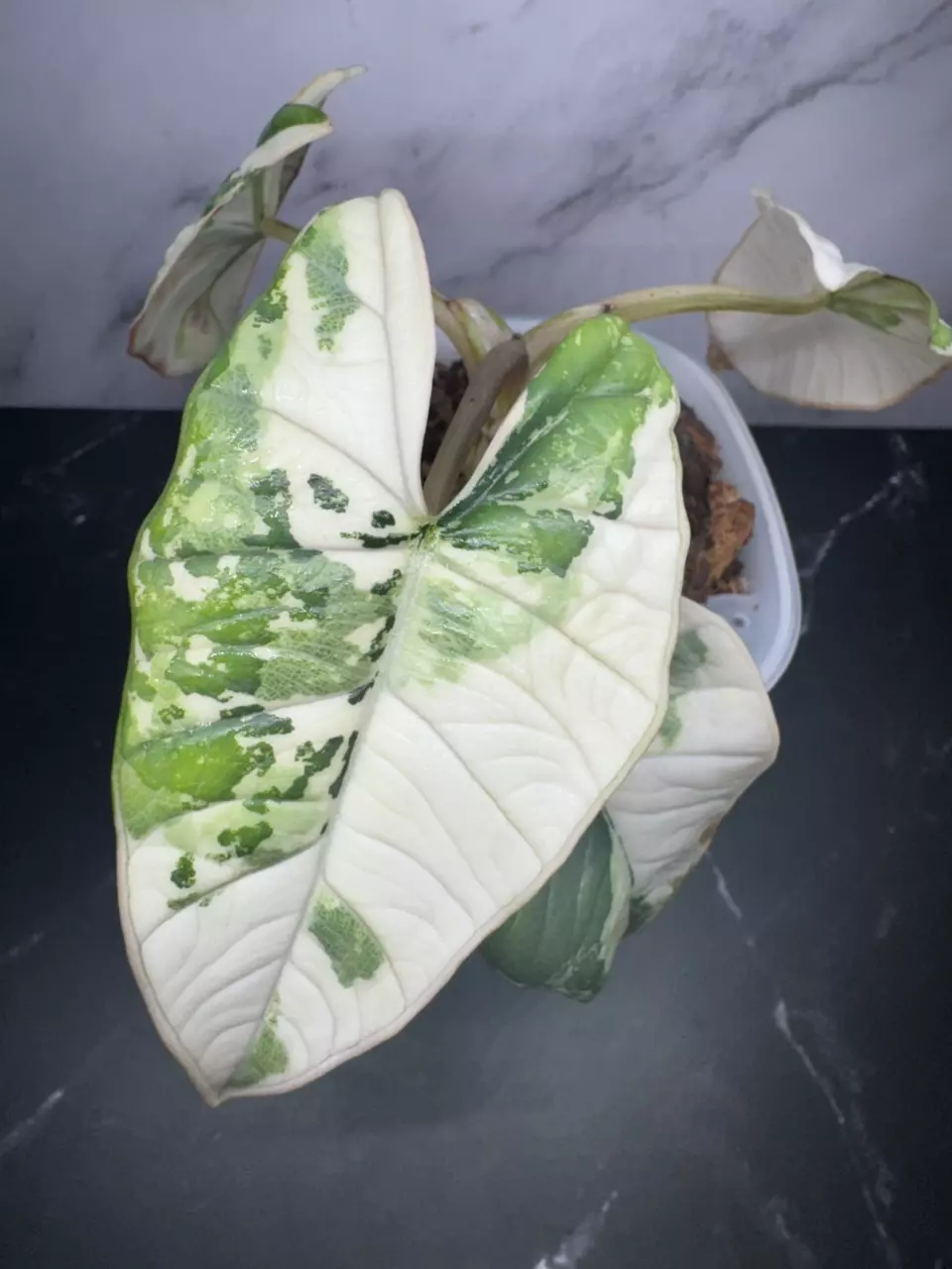 PLANTIUM BISMA ALBO MOTHER thumbnail