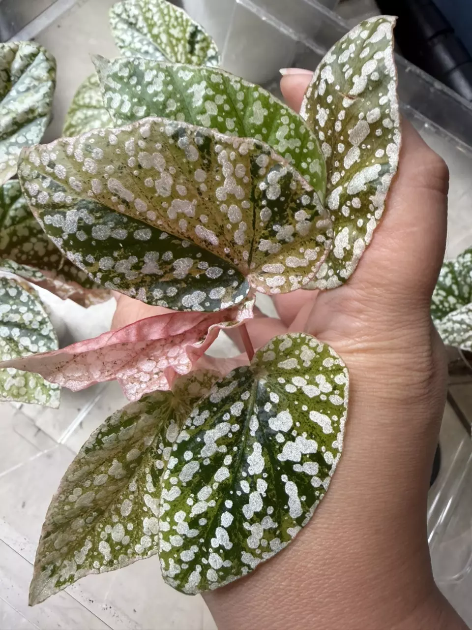 Begonia Pink Snow Capped Variegated (rooted cutting) thumbnail