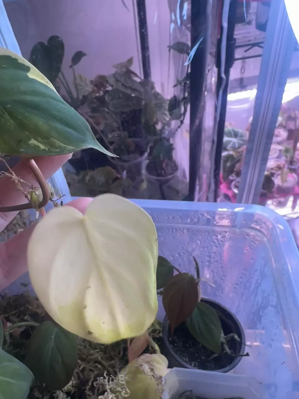 Pink Ferrari Micans thumbnail