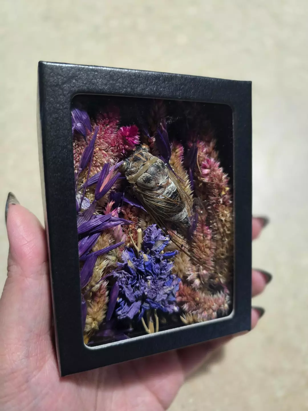 Cicada With Botanicals thumbnail